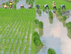 194 Kabupaten dan Kota Belum Cantumkan LP2B di RTRW