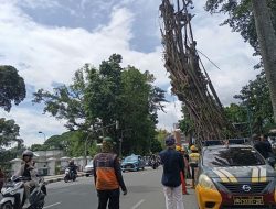 Khawatir Tumbang, Pohon Berusia 50 Tahun di Balai Kota Bogor Ditebang