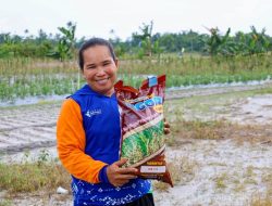 Padi Gogo, Solusi Strategis untuk Ketahanan Pangan IKN